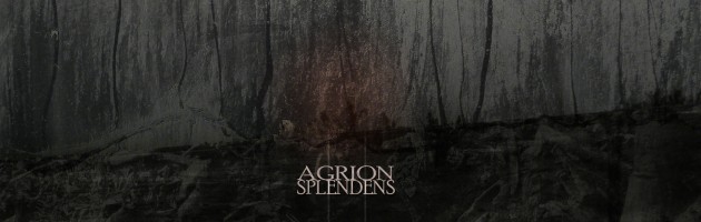 AGRION SPLENDENS